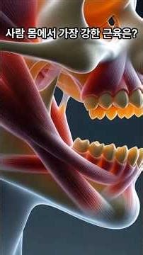 What is the strongest muscle in the human body?