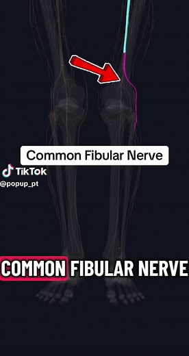 Understanding the Common Fibular Nerve in Anatomy