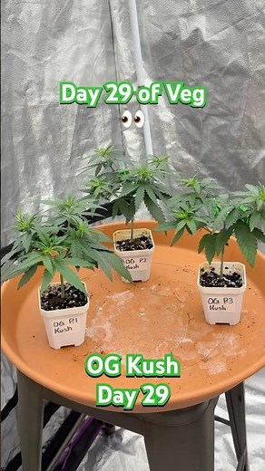 OG Kush Outdoor Update Day 29! | 05.21.2025