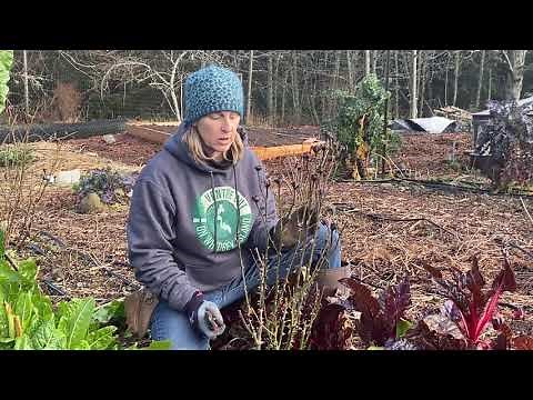 How to prune a hybrid Tea Rose