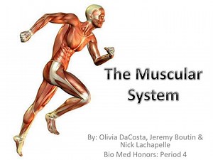 The Muscular System - SlideServe