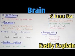 Brain Structure And Functions | Class 12 Biology