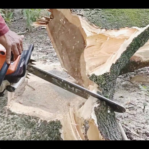 #TreeCutting #TreeFelling #WoodCutting #TimberWork #ChainsawWork #ForestWorker #TreeRemoval #LumberjackLife #WoodChopping #HeavyCutting #TreeWorkVideos #CuttingSkills #TimberTech #NatureWork #ForestCutting | CleanCut Tree Removal