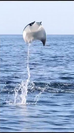 Mantarraya Voladora #ocean #mar #wildlife #animallover #animal #animals #naturelovers #nature