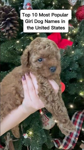 Top 10 Most Popular Girl Dog Names in United States.