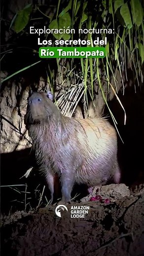 Tambopata Night Jungle Tour 🌙 Night Wildlife in the Amazon Rainforest