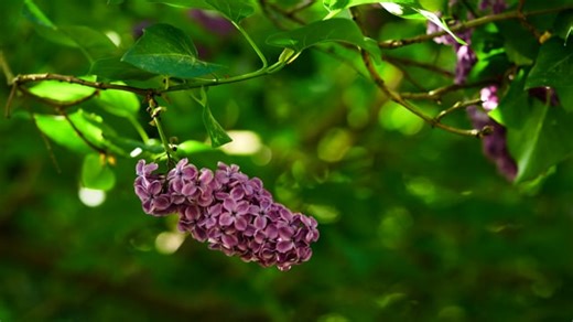 Lilac, Flowers, Tree. Free Stock Video