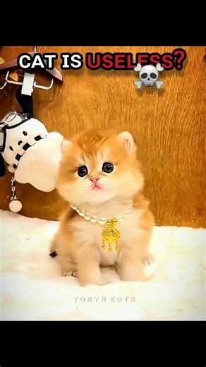 Cat is useless ? ☠️ #cat #funny #trollface