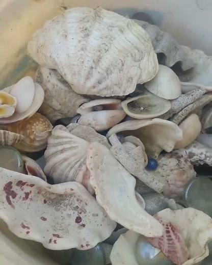 HOW TO CLEAN SEA SHELLS EASILY!
