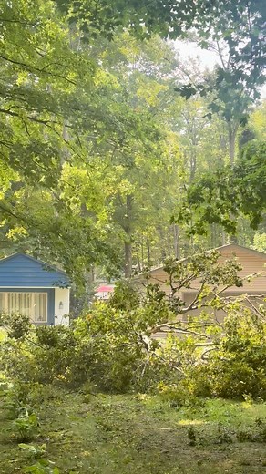 Between two houses, one clean drop. Textbook rigging, perfect cuts, zero drama. ✅ #TreeRemoval #TightAccess #SafetyFirst #CleanJob | Sequoia Tree Service