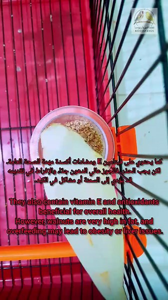 Walnuts for Canaries: Healthy or Risky?