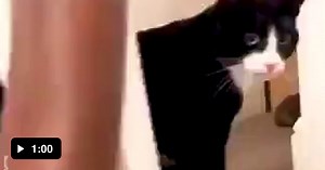 Classic Slippers!! - Video