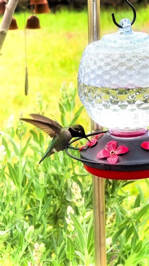 Hummingbirds head flashing to magenta!