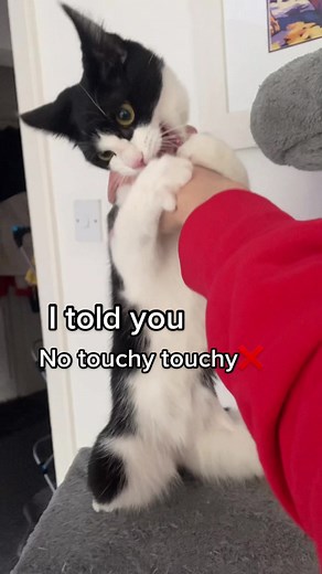 No touchy touchy❌ #catsoftiktok #cats #tuxedocat #tiktokcat