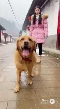 Smart Dog Saves Cat Family from Drowning ❤️ Then This Happened...