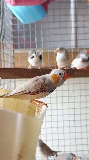 zebra finches setup #zebrafinch #birds