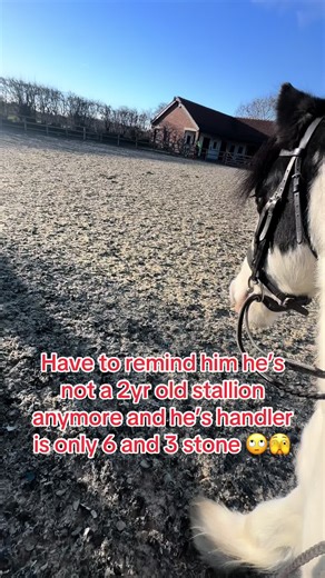 Training Tips for Young Geldings in Equestrian Care