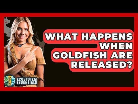 What Happens When Goldfish Are Released? - Ecosystem Essentials