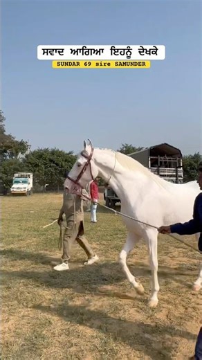 Swaad agea yr ehnu dekhke ♥️ @adab_stallionz #chkrment #horses #viral #horsecare #nukra #top