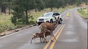 1.4M views · 3.3K reactions | ⛱️ Prairie dog sunbathing deck  Black...