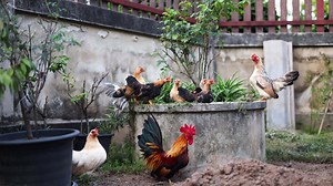 Life Of The Rooster Chicken Family. A rooster with hens walks across the lawn on the farm. Chickens are looking for food. The rooster dares strangers.