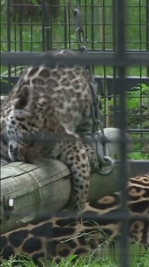 What Happens When Three Leopards Meet? | Rare Wild Encounter