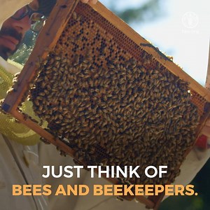 17K views · 712 reactions | Bees are our tiny food heroes. Without them most of the food we eat wouldn't exist. But bees are in danger. Beekeepers around the world are working to protect them. To all those unsung heroes we say, THANK YOU! | Food and Agriculture Organization of the United Nations (FAO) | Facebook