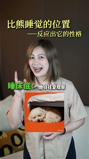 The sleeping position of a Bichon Frise reflects its inner character#Bichon#Baby Bicho