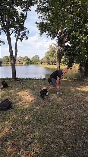 11 week Labrador puppy retrieve training | Zoeta Dogsoul