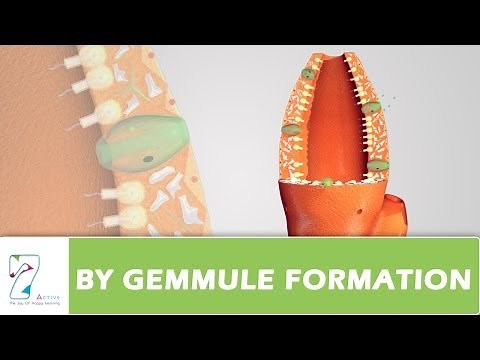 BY GEMMULE FORMATION