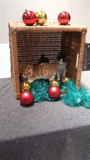 4.6K views · 841 reactions | Gilligan, Mary-Anne and Miss Howell think it's to much fun posing for a Christmas shoot. Now they are a bit tiered and cooperate. | 2nd Chance Cat Rescue | Facebook