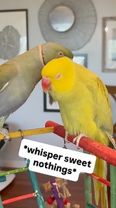 186K views · 8.2K reactions | Beaker fumbles… again  #birdsofinstagram #parrotsofinstagram #talkingbird #talkingparrot #cuteanimals #funnyanimals #couplegoals #couple | Beakybeaker | Facebook