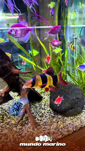 Asi de Espectacular es nuestra BOTIA PAYASO 😍 #foryou #fyp #foryoupage #maracaibo #acuarios #acuarismo #peces #trending #hobbie #acuariofilia #venezuela🇻🇪 #botia #botiapayaso #aguadulce #freshwater