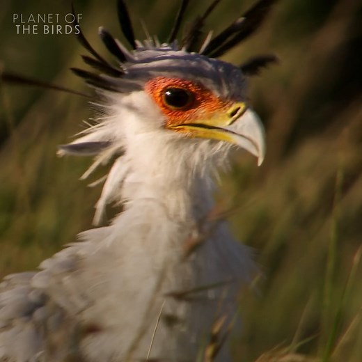 Meet the secretary bird 🦅, a ground-stalking predator capable of covering twenty-mile distances on foot in pursuit of prey 👣🌍 #PlanetOfTheBirds is streaming on Disney . | National Geographic Animals