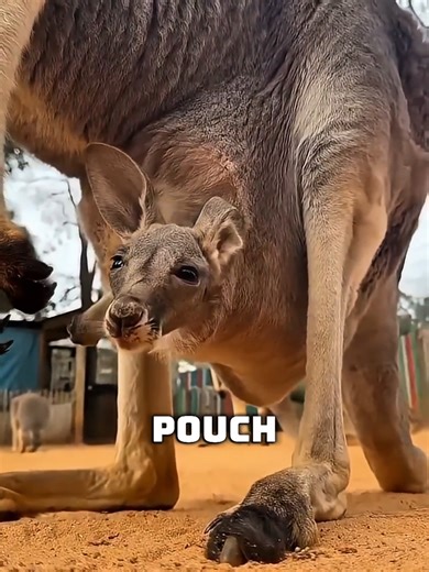 Baby kangaroos are born smaller than a jellybean… and they grow up inside their mother’s pouch 🦘 Animal lovers did you know this kangaroo fact? #kangaroo #animallovers #animals #cutanimals #wildlife