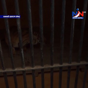 1.1M views · 10K reactions | कञ्चनुपुरमा फेरि बाघ देखिन थालेको स्थानीयको भनाई, महिलालाई आक्रमण गरी ज्यानै लिने नरभक्षी बाघलाई चिडियाखानामा राखियो | News Nepal TV | Facebook