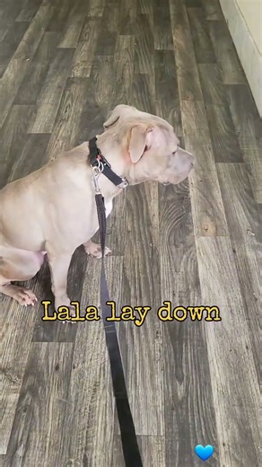 Two Adorable Dogs Practicing Lay Down Command#dogtraining #obedientdogs #pittbull