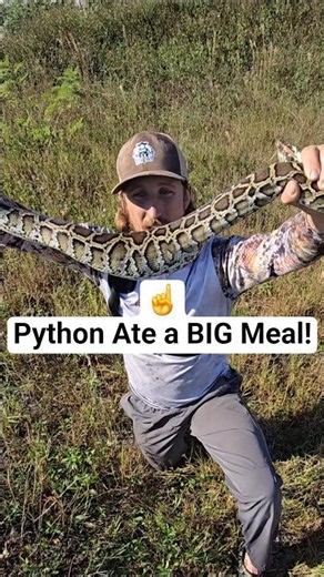 GUESS WHAT THIS PYTHON ATE!