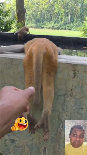 Naughty Monkey Prank Gone Wrong!🤣😱#monkeyprank #funnyanimals#youtubeshorts