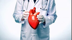 Doctor hand holding heart model anatomy human body model on white background. Teacher demonstrating part of human body model with organ system for health student study in university. Human heart model