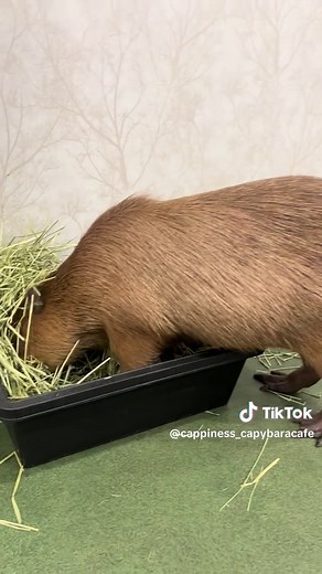 Capybara Café Experience in Tokyo: Nature and Taste