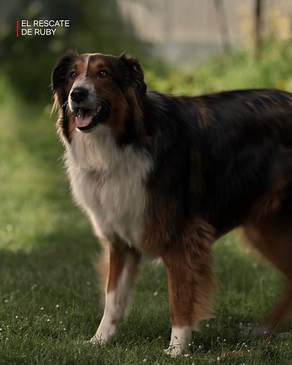 ¿Rescatamos perros o ellos nos rescatan a nosotros? 🐶 El rescate de Ruby está disponible en Netflix. | Netflix