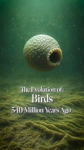 The Evolution of Birds #birds #biology #nature #history #evolution