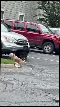 Cats vs Dogs – The Funniest Battle Ever 😂 | 1 Minute of Pure Chaos!