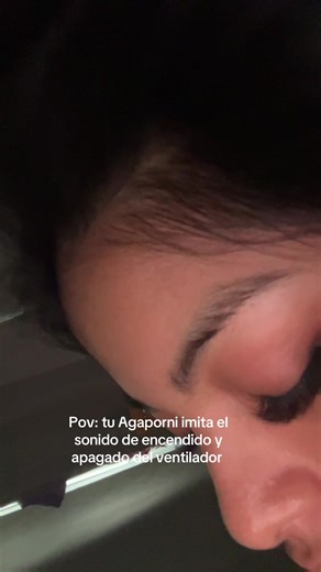 Igualitoooo #birdsoftiktok🦜 #fyp #inseparables #agaporni | birds