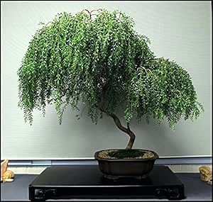 Bonsai Dwarf Weeping Willow Tree - Large Thick Truck Cutting - Ready to Plant - Get a Rare Dwarf Bonsai Tree Very Fast