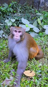 Scared Monkey’s Hilarious Escape 😂🐒 | Viral Animal Short