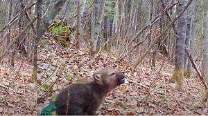 Trail Cam Captures Wolf Pup's First Howls