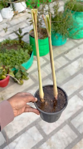 How to grow #lemongrass plants 🪴 #plantperfect #gardening #vishgarden #terracegarden #garden