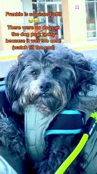 A dog with amazing comprehension 🐶#dog #funnyvideos #funnydog